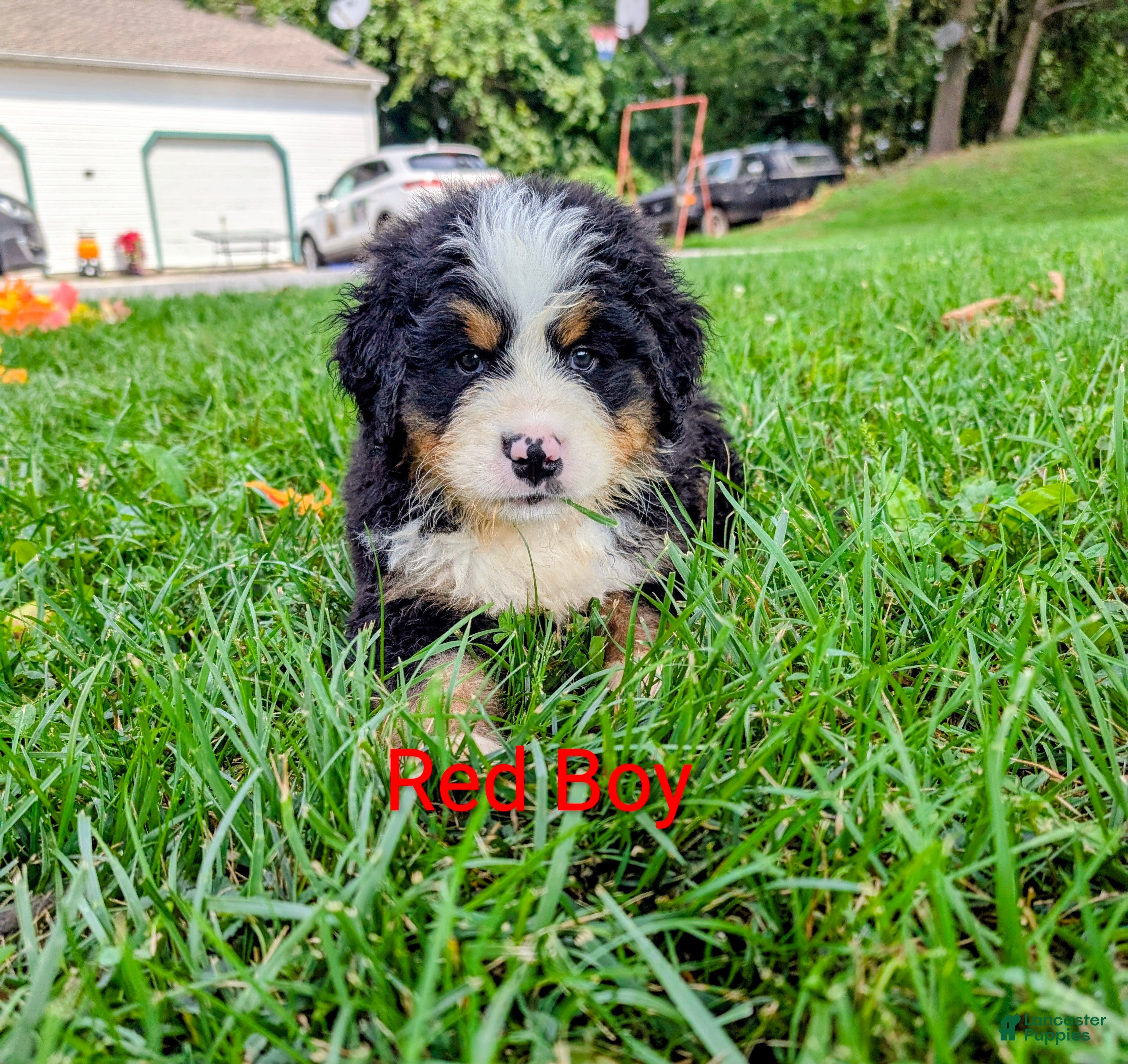 Bernese Mountain Dog dogs for sale: Chubby cheeks  - Ad 3