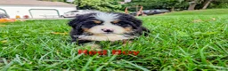Bernese Mountain Dog dogs for sale: Chubby cheeks  - Ad 1