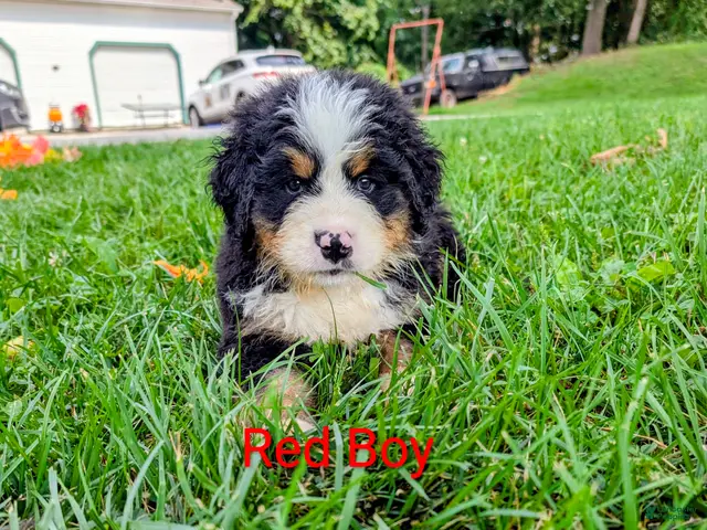 Bernese Mountain Dog dogs Chubby cheeks - Ad 1