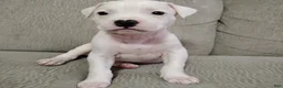 American Pit Bull Terrier dogs for sale: OREO - Ad 6