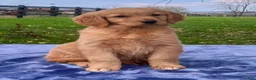 Golden Retriever dogs for sale: Molly - Ad 2