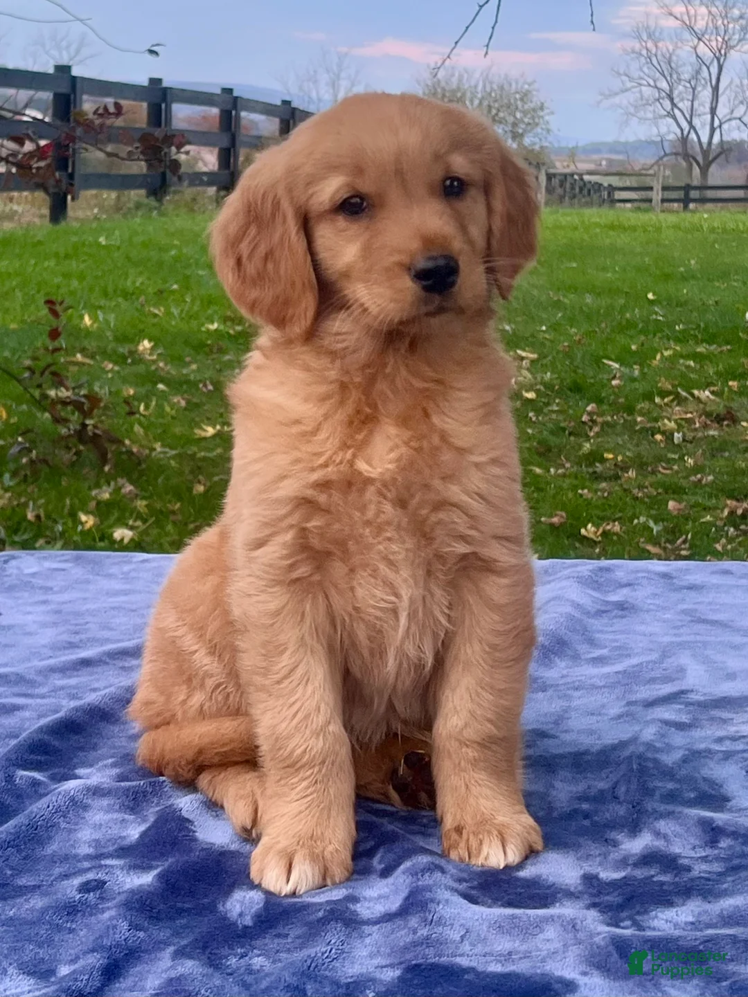 Golden Retriever dogs for sale: Molly - Ad 2