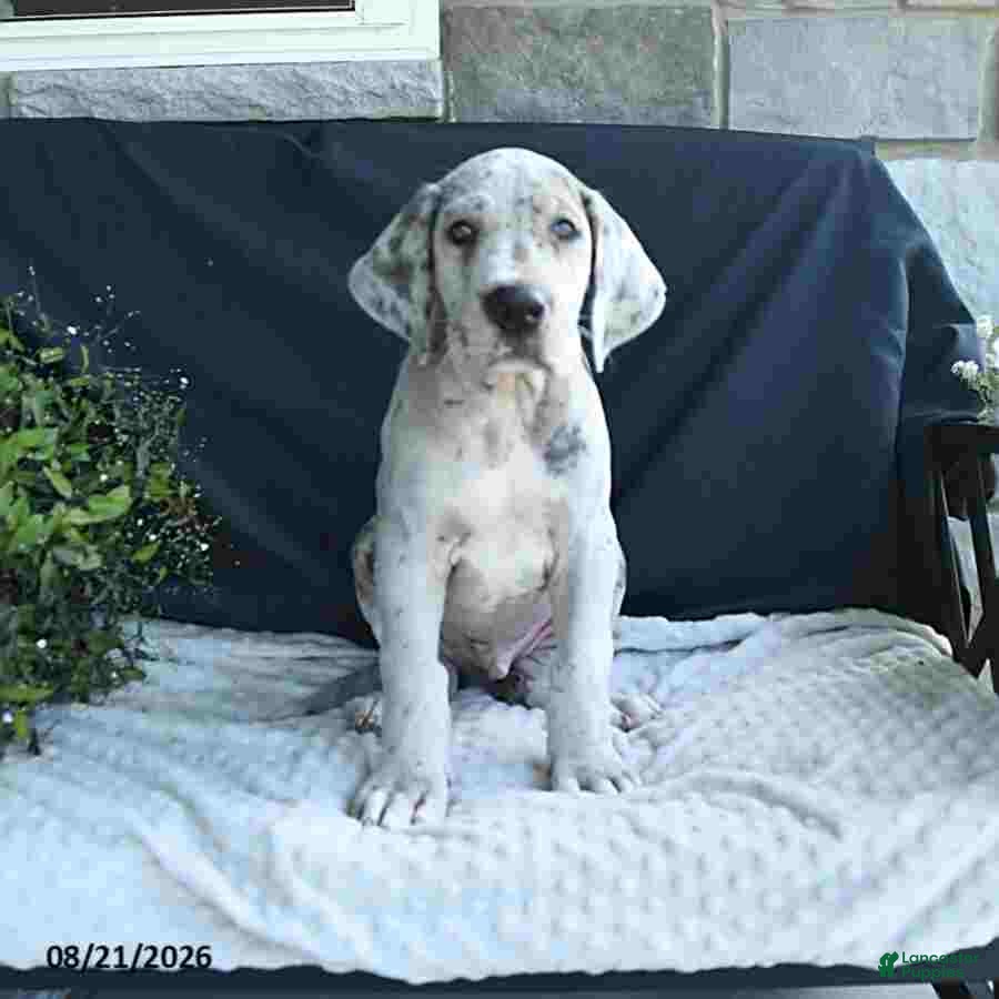 Great Dane dogs Bo  - Ad 2