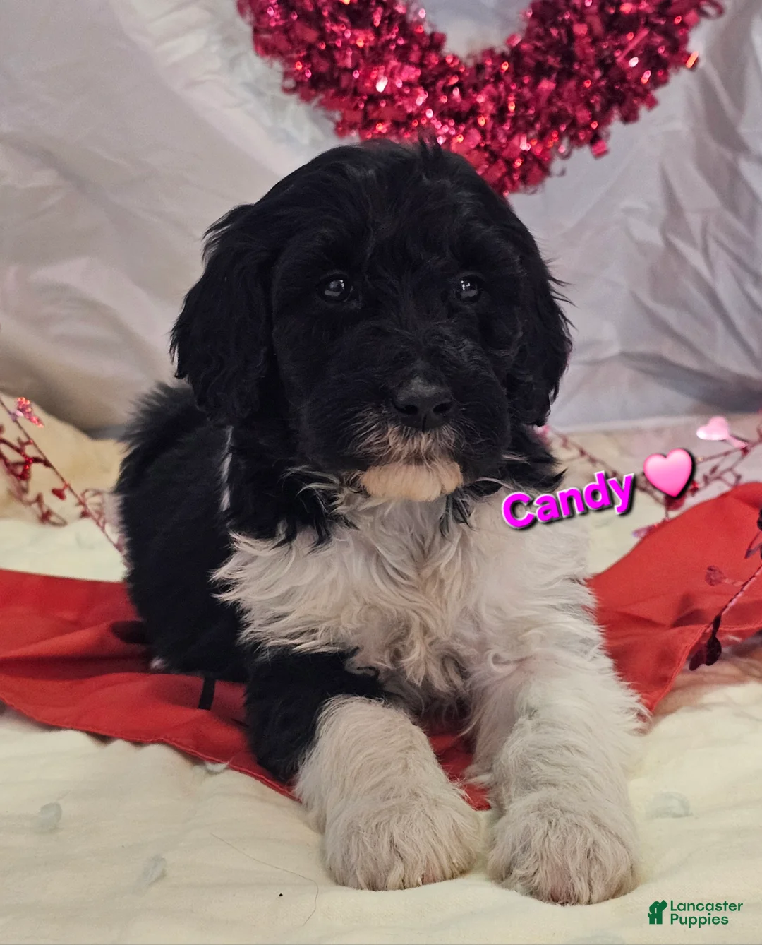 Goldendoodle dogs for sale: Candy - Ad 1