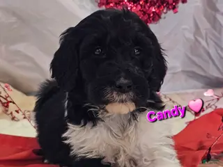 Goldendoodle dogs Candy - Ad 25