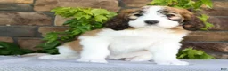 Saint Berdoodles dogs for sale: Amber - Ad 2