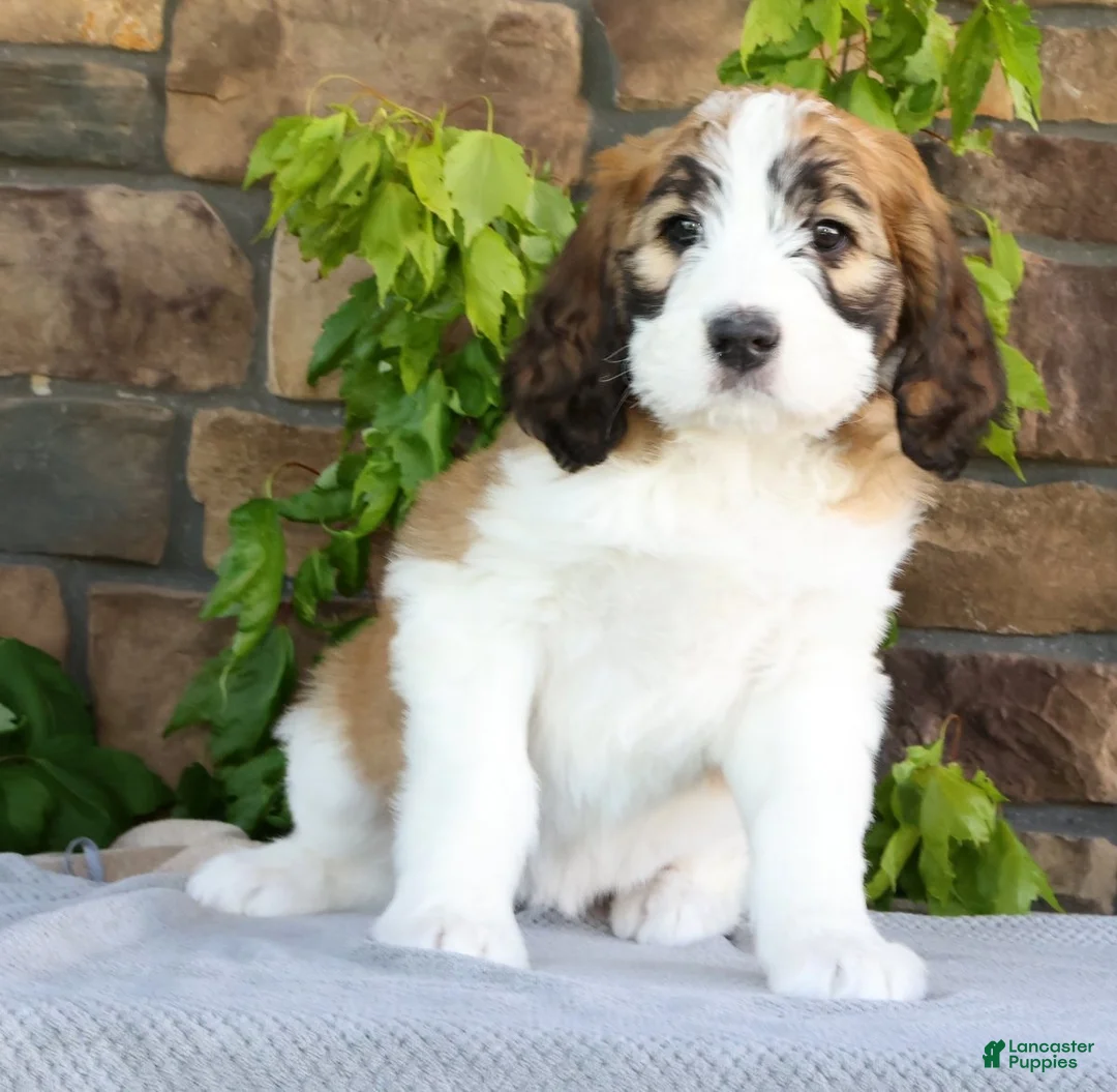 Saint Berdoodles dogs for sale: Amber - Ad 2