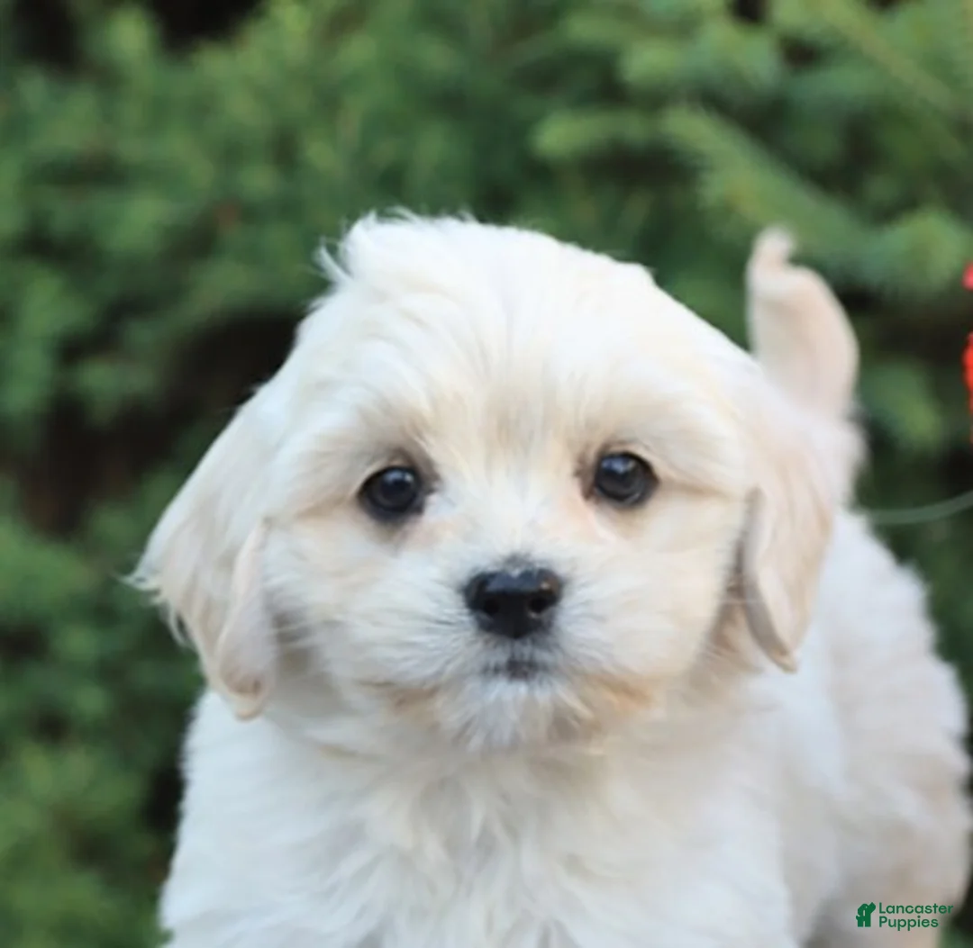 Mixed Breed dogs for sale: Frisky - Ad 3