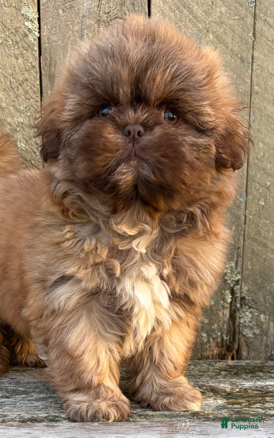 Shih Tzu dogs for sale: 💙 IN BOSTON MASSACHUSETTS AREA 💙 PUREBRED CHOCOLATE SHIH TZU 💙 ESTIMATED ADULT SIZE 10-12 LBS 💙 - Ad 5