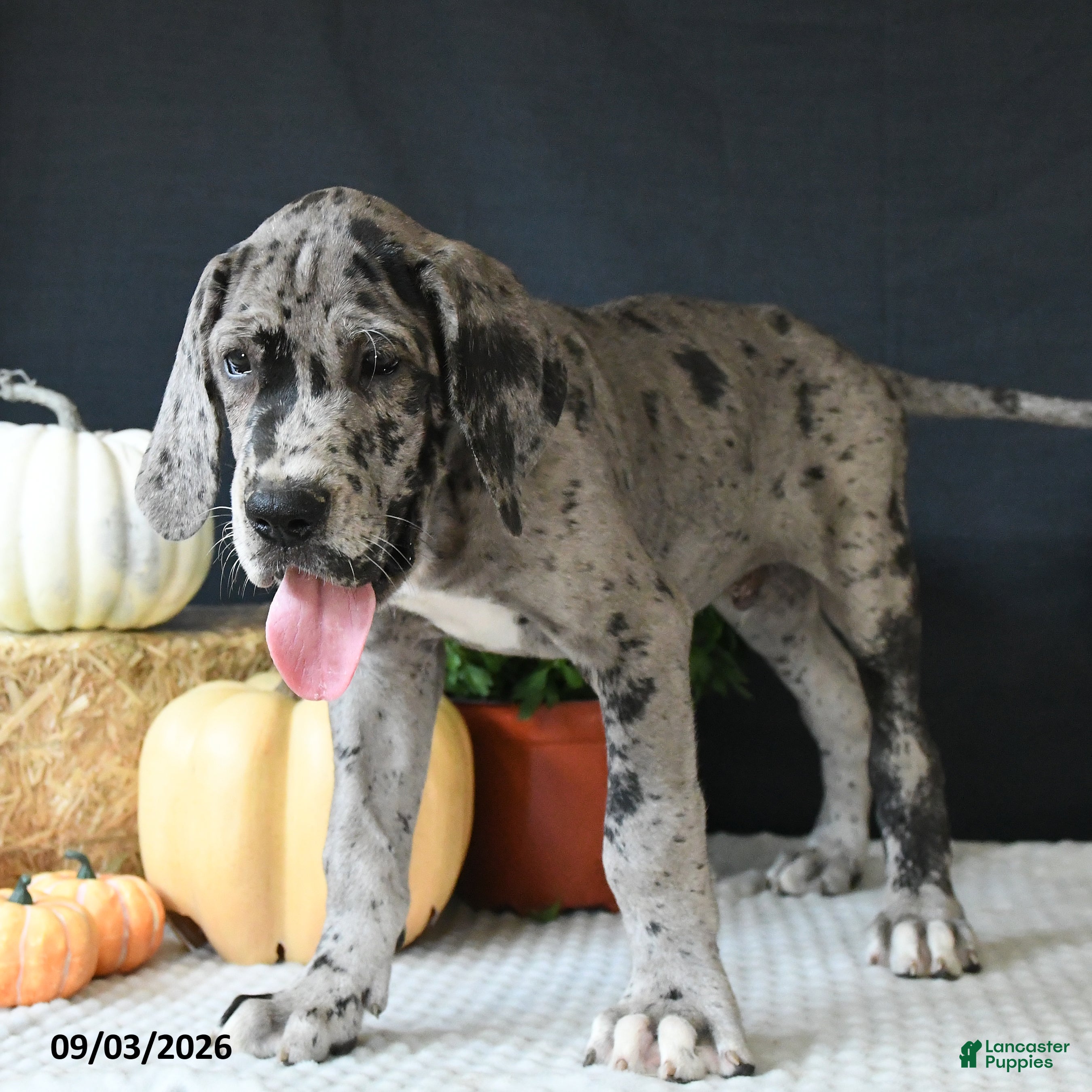Great Dane dogs Jax - Ad 2