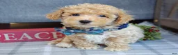 Maltipoo dogs for sale: Frankie  - Ad 11