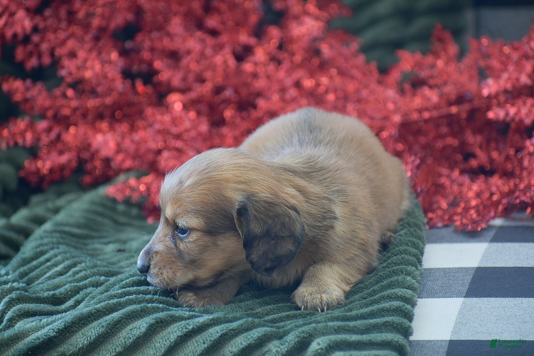 Miniature Dachshund dogs for sale: Arland - Ad 5