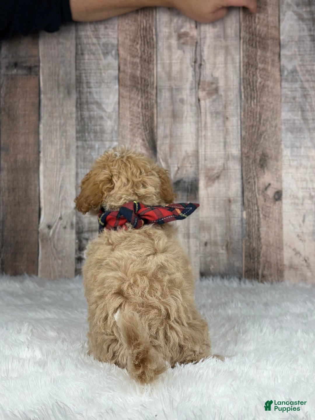 Bichpoo dogs for sale: Girl Jenna - 8338 - Ad 3