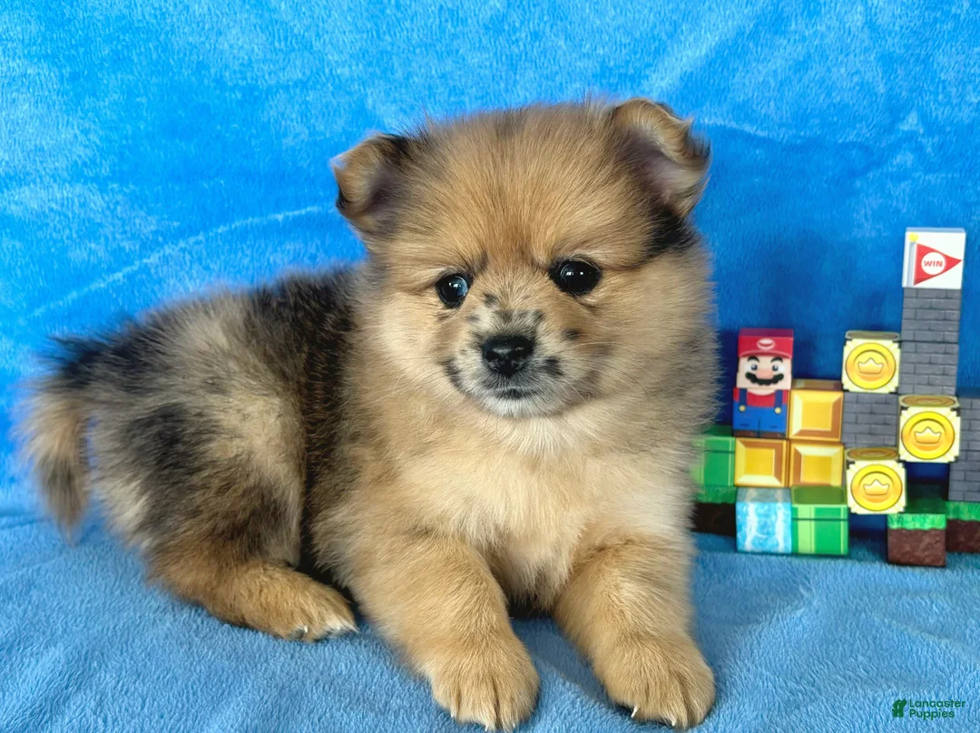 Mixed Breed dogs for sale: Mario - Ad 1