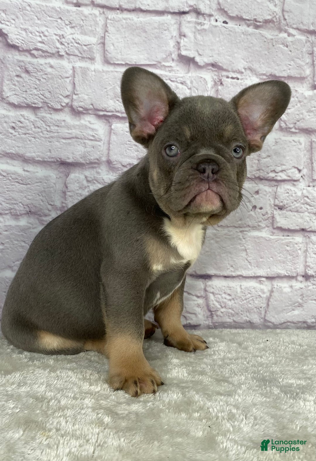 French Bulldog dogs for sale: Charlie  - Ad 5