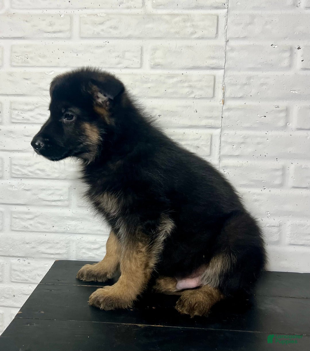 German Shepherd dogs for sale: Duncan - Ad 4