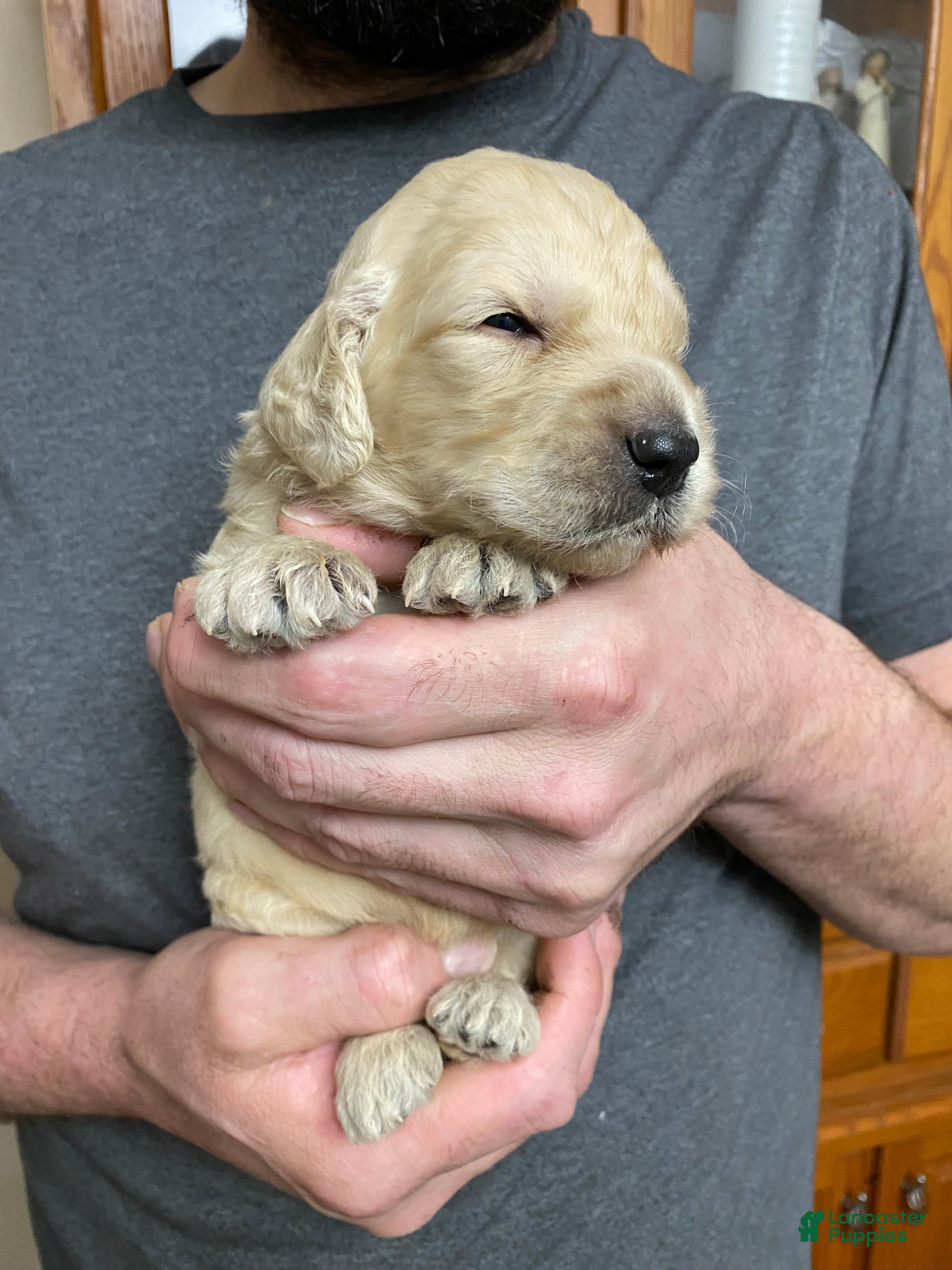 Goldendoodle dogs Goldendoodle Puppy 6 - Ad 16