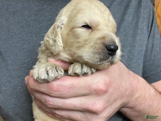 Goldendoodle dogs Goldendoodle Puppy 6 - Ad 24