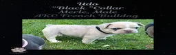 French Bulldog dogs for sale: Udo “Black”Collar, Male - Ad 16