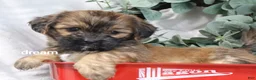 Mixed Breed dogs for sale: Briar - Ad 10
