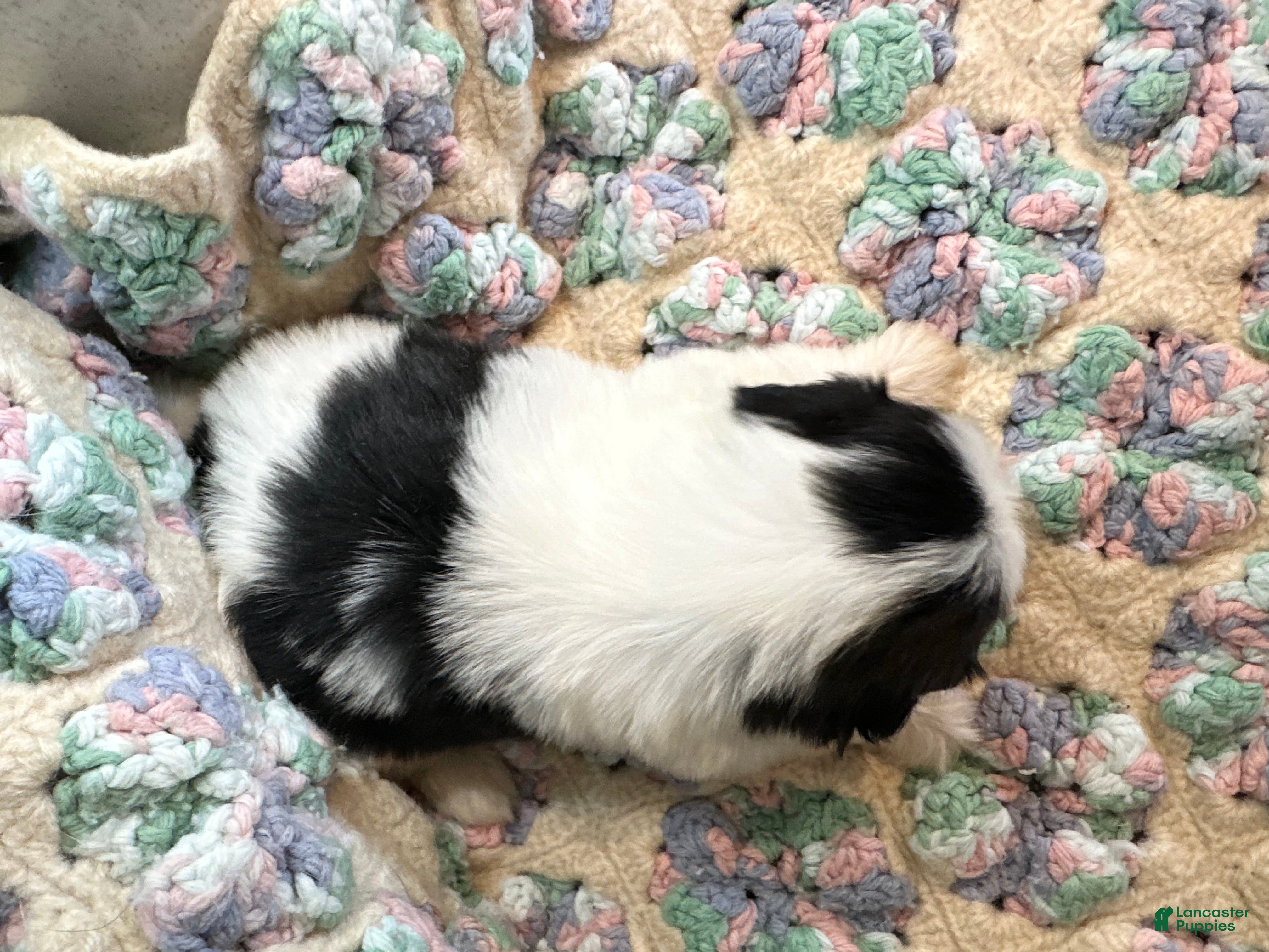 Shih Tzu dogs Shih Tzu 1 - Ad 2