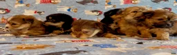 Shorkie dogs for sale: Shorkie 2 - Ad 23