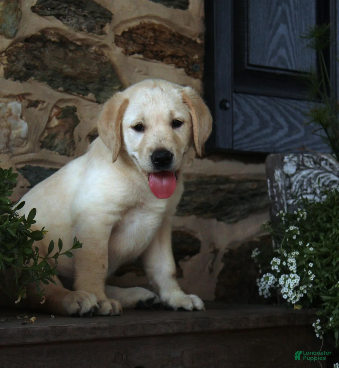 Labrador Retriever dogs for sale: Selah - Ad 1