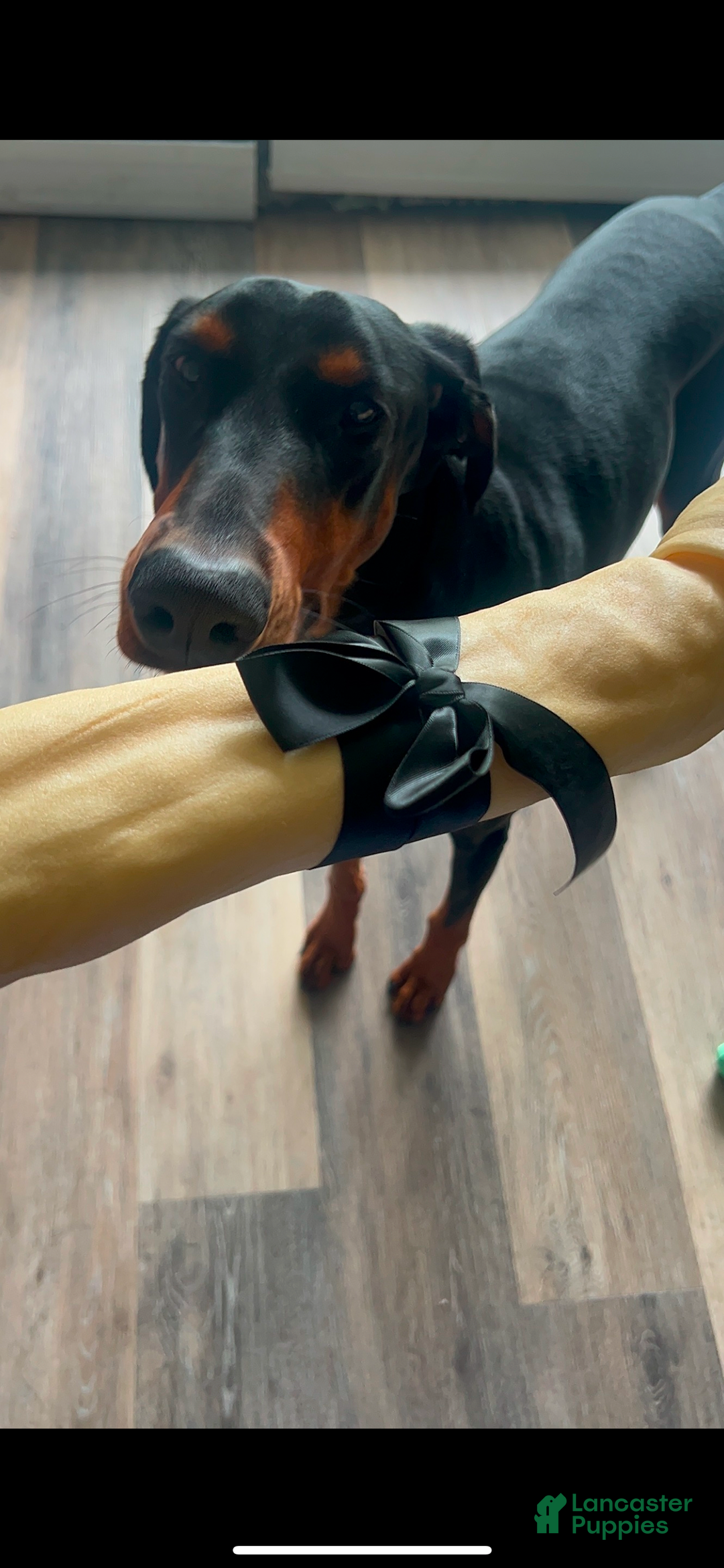 Doberman Pinscher dogs for sale: Doberman Pinscher Puppy  - Ad 2