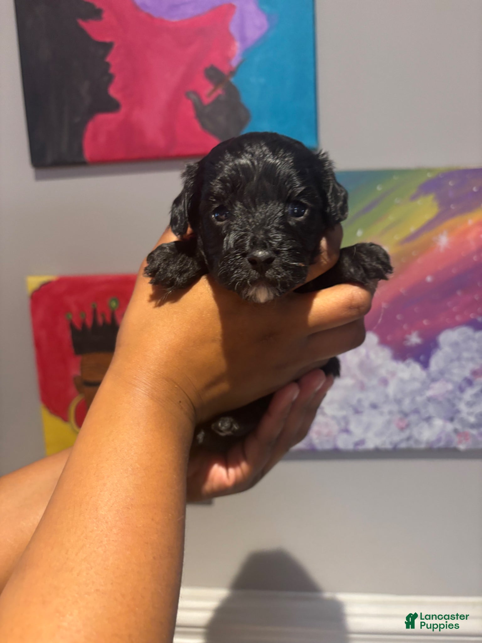 Yorkiepoo dogs Puppy 2 - Ad 13