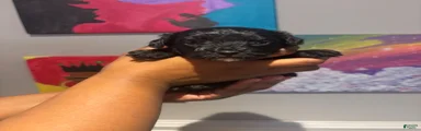 Puppy 2