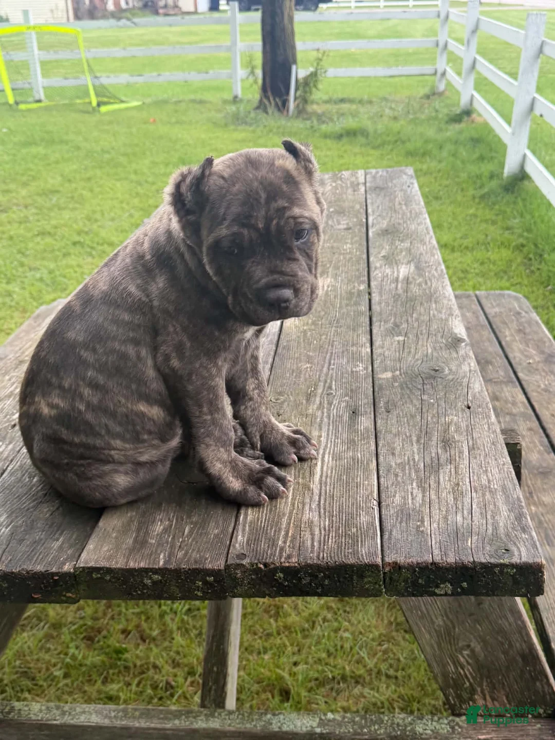Cane Corso dogs for sale: Cane Corso 5 - Ad 2