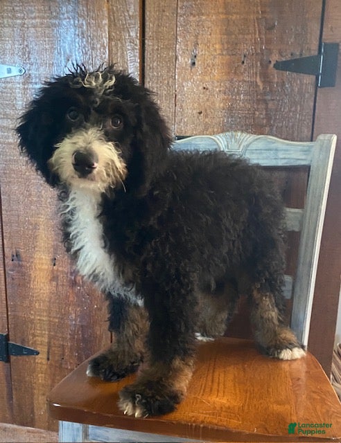 Mini Bernedoodle dogs Buster- medium - Ad 2