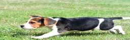 Beagle dogs for sale: Carson - Ad 5
