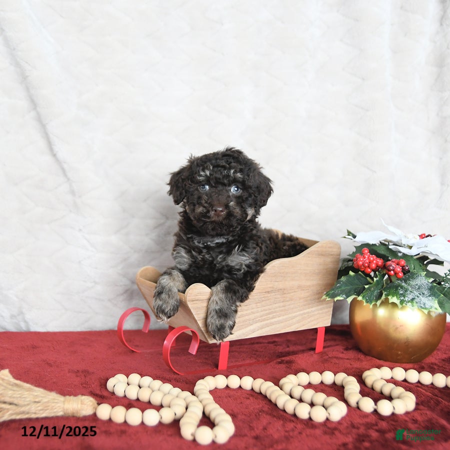 Miniature Poodle dogs Cocoa EXTRA SMALL - Ad 37