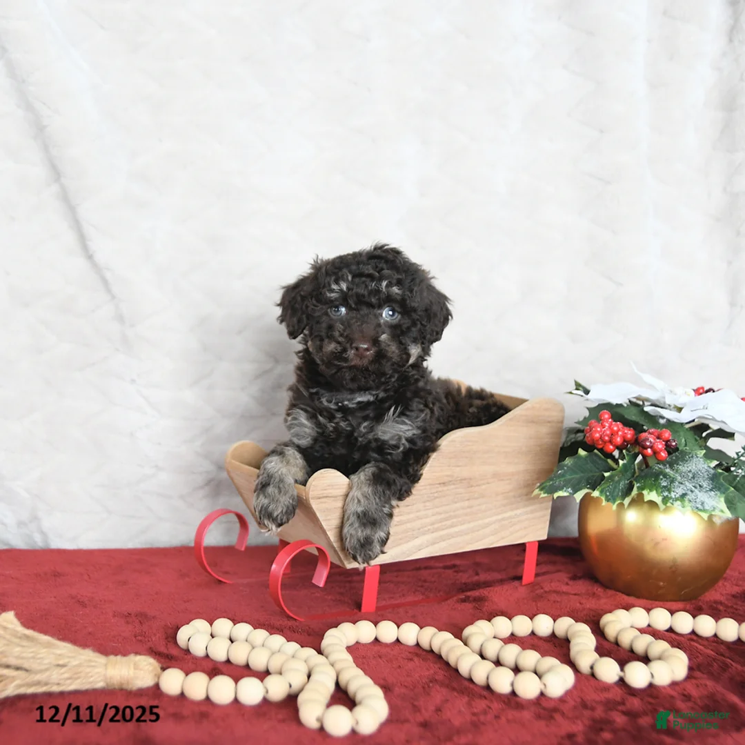 Miniature Poodle dogs for sale: Cocoa EXTRA SMALL - Ad 6