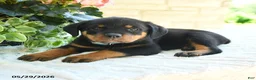 Rottweiler dogs for sale: Landon - Ad 3