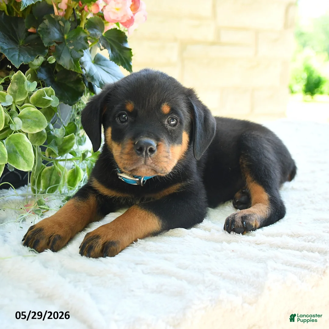 Rottweiler dogs for sale: Landon - Ad 3