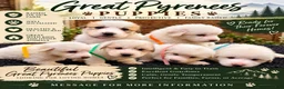 Great Pyrenees dogs for sale: Yellow Girl - Ad 4
