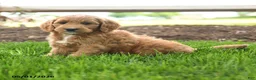 Goldendoodle dogs for sale: TJ - Ad 5