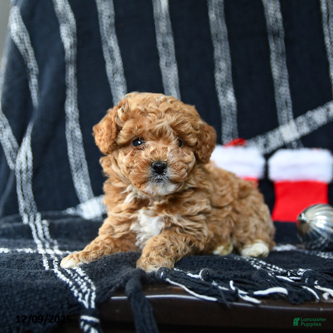 Miniature Poodle dogs for sale: Stocking - Ad 3