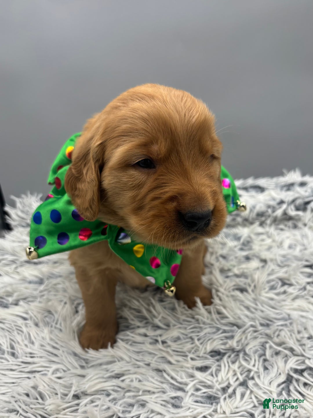 Golden Retriever dogs for sale: Golden Retriever Puppy - jasper - Ad 6