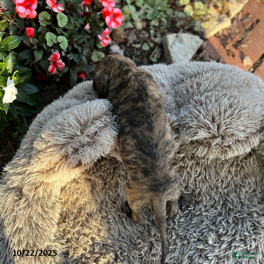 Great Dane dogs for sale: Bandit - Ad 13