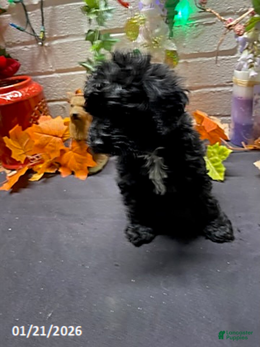 Cockapoo dogs for sale: Ace - Ad 1