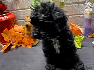 Cockapoo dogs Ace - Ad 12