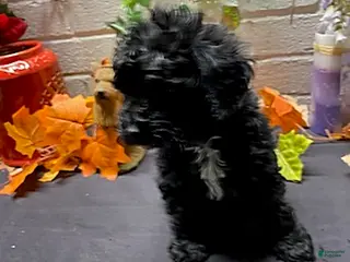 Cockapoo dogs Ace - Ad 36