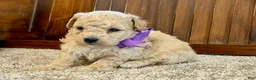 Toy Poodle dogs for sale: Wrigley - Ad 3