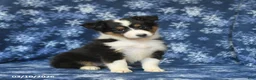 Shetland Sheepdog dogs for sale: Penny - Ad 1