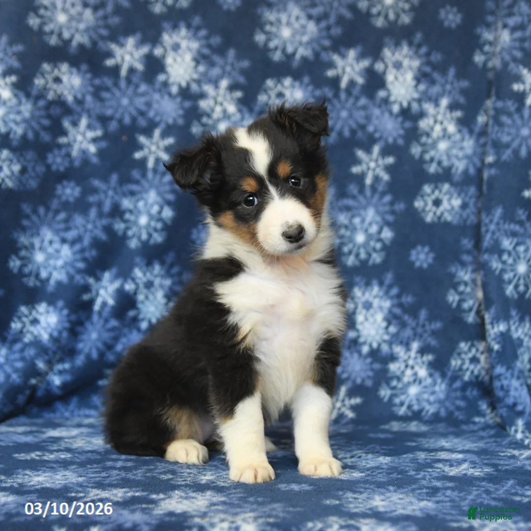 Shetland Sheepdog dogs for sale: Penny - Ad 1