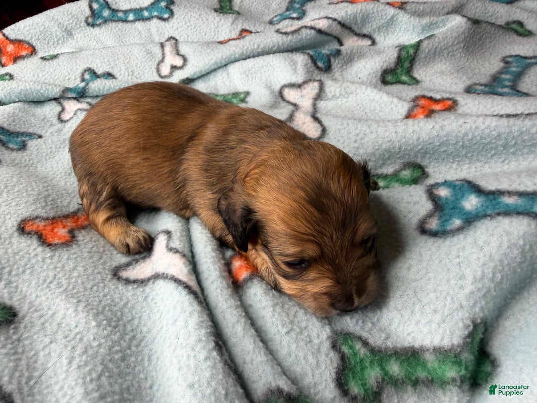 Miniature Dachshund dogs for sale: ee cream - Ad 25