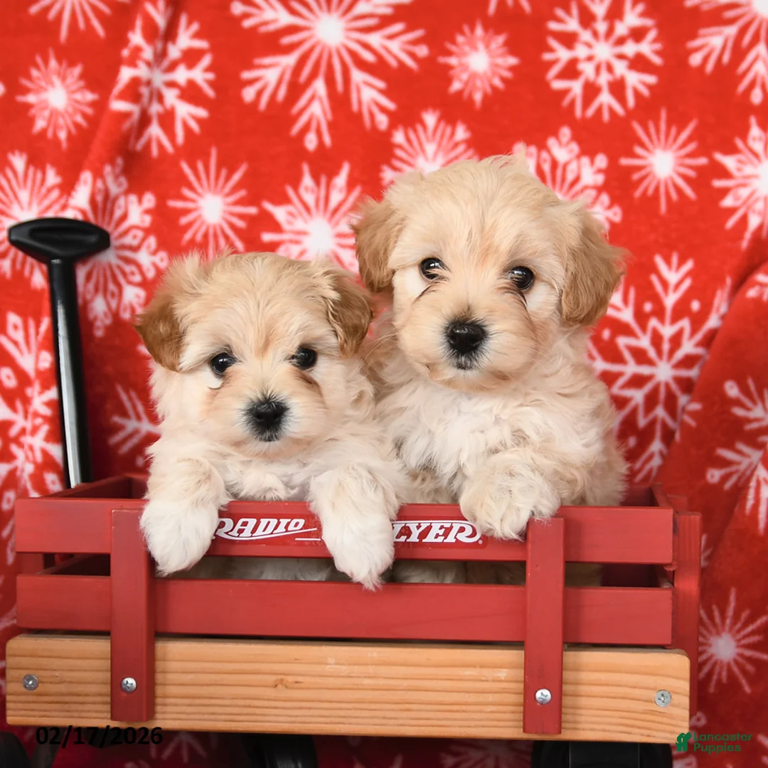 Maltipoo dogs for sale: Fancy - Ad 5